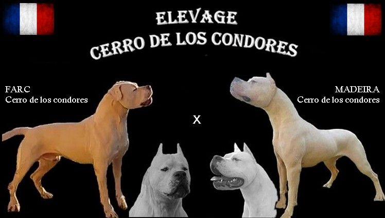 cerro de los condores - Dogo Argentino - Portée née le 20/01/2019