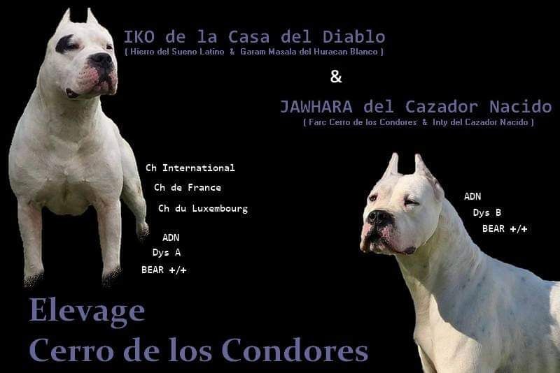 cerro de los condores - Dogo Argentino - Portée née le 19/12/2017