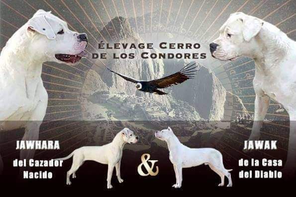 cerro de los condores - Dogo Argentino - Portée née le 19/10/2016