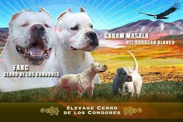cerro de los condores - Dogo Argentino - Portée née le 30/07/2017