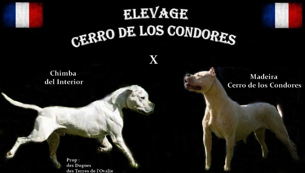 cerro de los condores - Dogo Argentino - Portée née le 21/11/2020