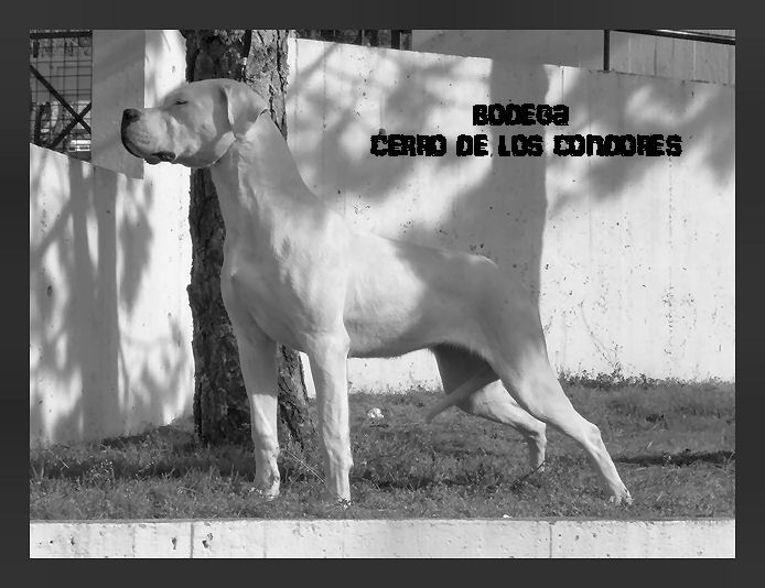 CH. Bodega cerro de los condores