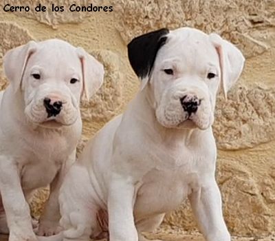New's cerro de los condores