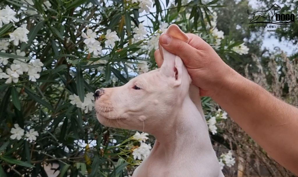 Aya cerro de los condores