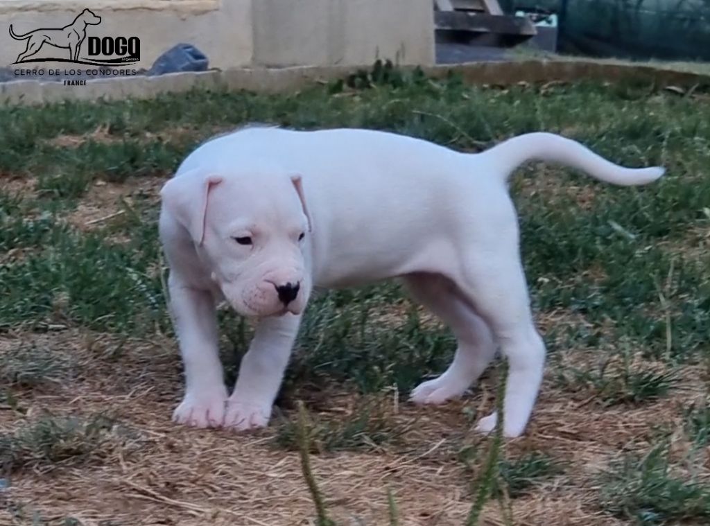 cerro de los condores - Chiots disponibles - Dogo Argentino