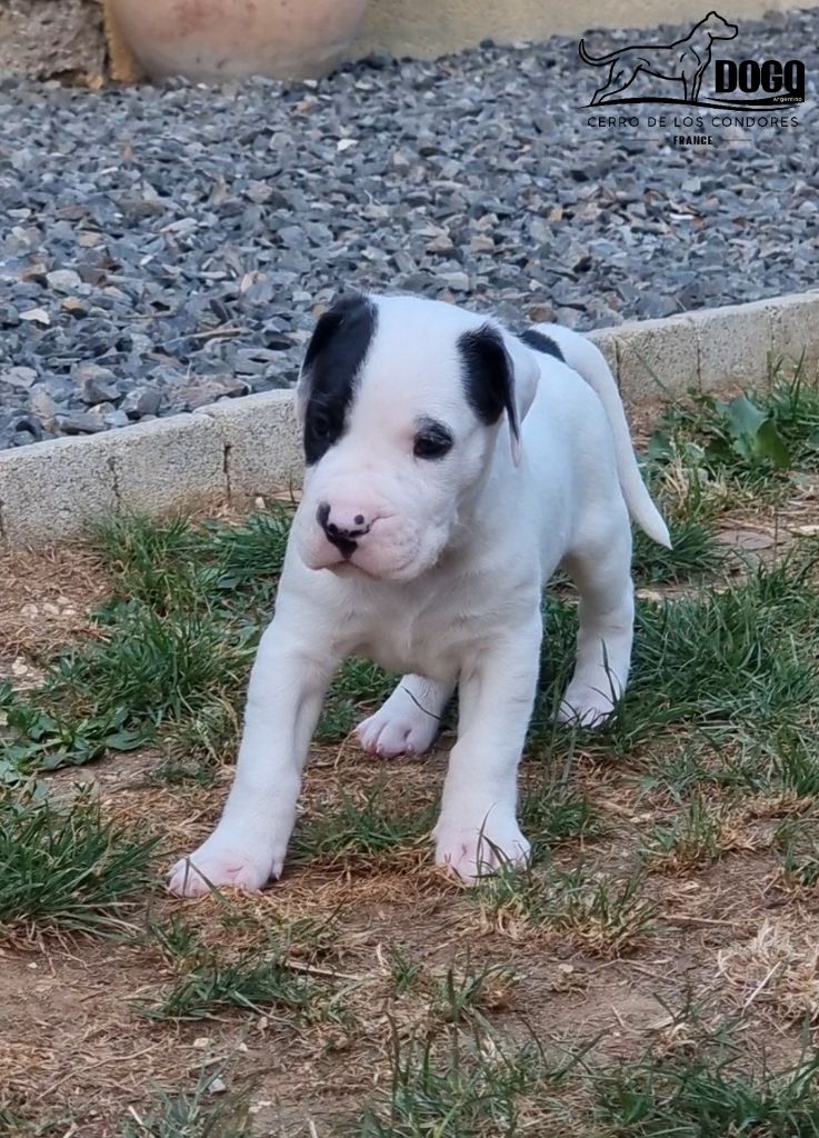 cerro de los condores - Chiots disponibles - Dogo Argentino