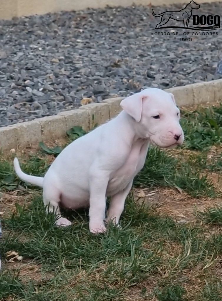cerro de los condores - Chiots disponibles - Dogo Argentino