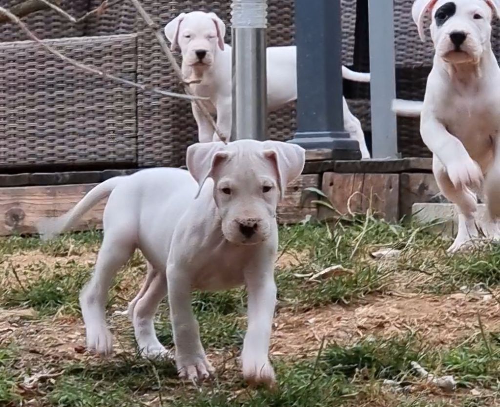 cerro de los condores - Chiots disponibles - Dogo Argentino