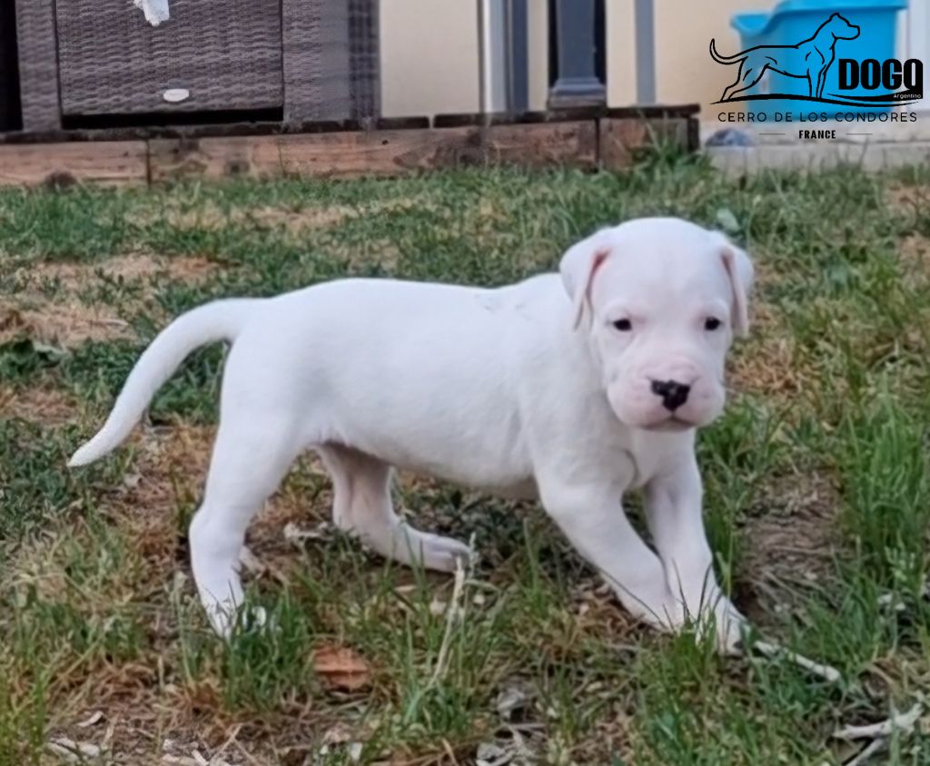 cerro de los condores - Chiots disponibles - Dogo Argentino