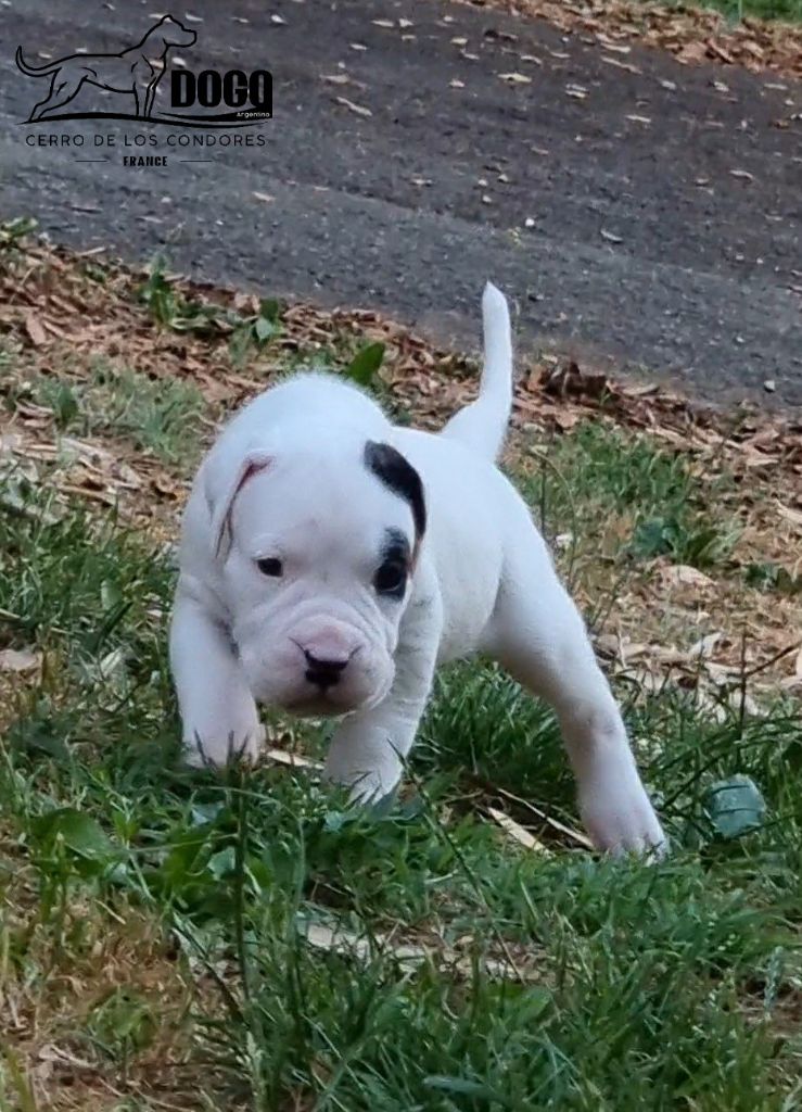 cerro de los condores - Chiots disponibles - Dogo Argentino