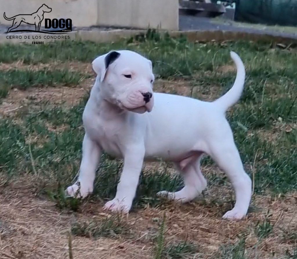 cerro de los condores - Chiots disponibles - Dogo Argentino