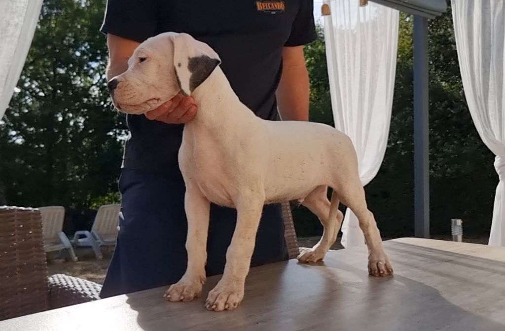 cerro de los condores - Chiots disponibles - Dogo Argentino